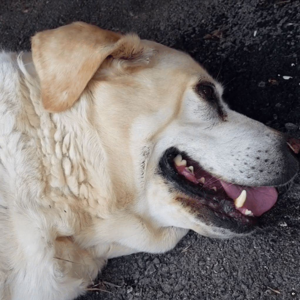 Heatstroke in Dogs