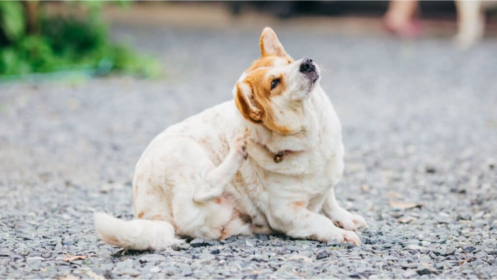 Dogs With Skin Conditions